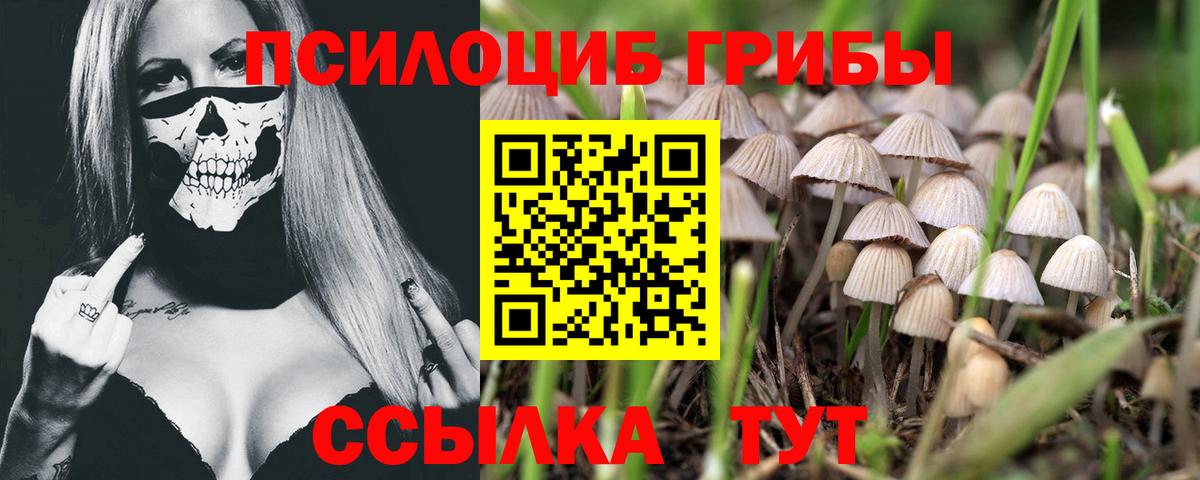 Псилоцибиновые грибы Psilocybe  Домодедово  Галлюциногенные грибы мухоморы 